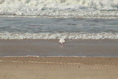 Chroicocephalus maculipennis