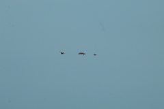 Heteronetta atricapilla