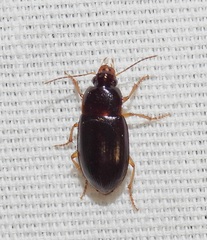 Notiobia