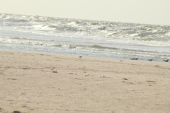 Charadrius falklandicus