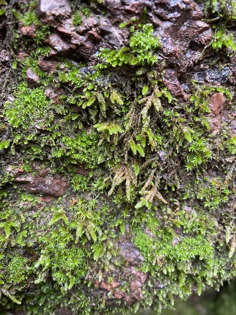joint-toothed-mosses-from-mansonville-qc-j0e-1x0-canada-on-april-18