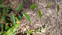 Rubus swinhoei