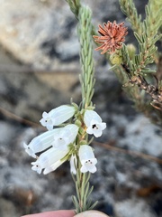 Erica viscaria pendula