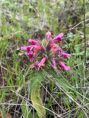 Salvia spathacea