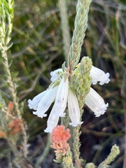 Erica viscaria pendula