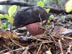 Tylopilus formosus