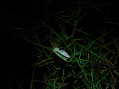 Eucyclodes insperata