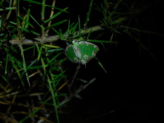 Eucyclodes insperata
