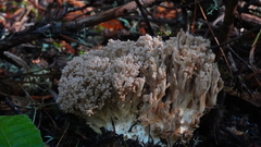Ramaria violaceibrunnea