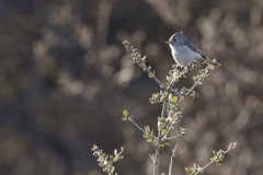 Baeolophus inornatus