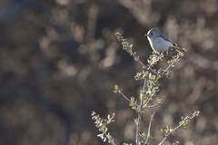Baeolophus inornatus