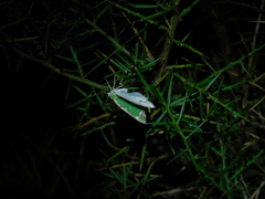 Eucyclodes insperata