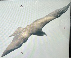 Pernis ptilorhynchus