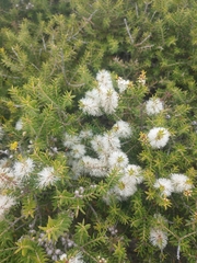 Melaleuca lanceolata