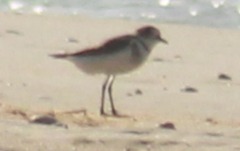 Charadrius falklandicus