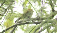 Myiophobus fasciatus