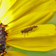 Neotephritis finalis