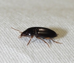 Notiobia