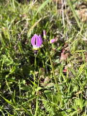 Primula clevelandii
