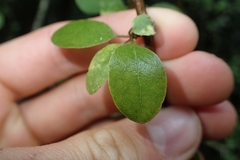 Coprosma rubra