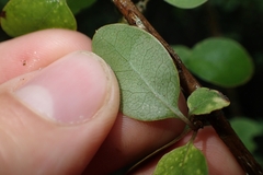 Coprosma rubra