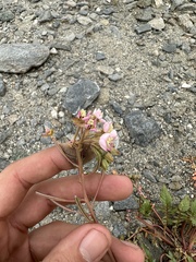 Chylismia