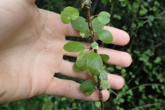 Coprosma rubra
