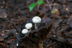 Asterophora lycoperdoides