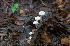Asterophora lycoperdoides