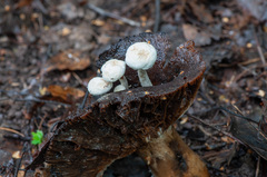 Asterophora lycoperdoides