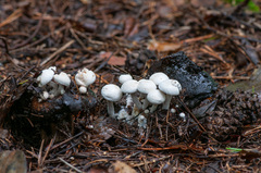 Asterophora lycoperdoides