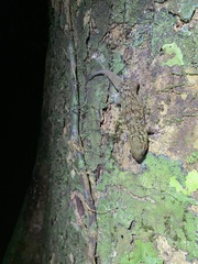 Geckolepis