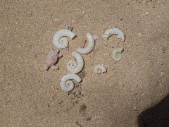 Spirula spirula