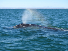 Eschrichtius robustus