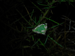 Eucyclodes insperata