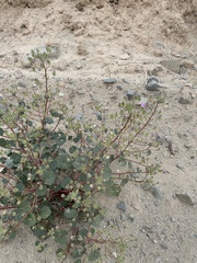 Eremalche rotundifolia