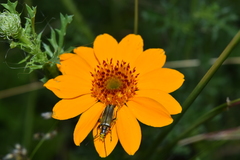 Chauliognathus hieroglyphicus