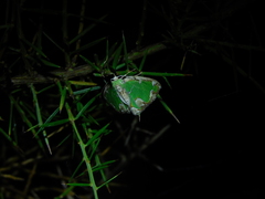 Eucyclodes insperata