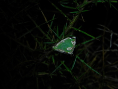 Eucyclodes insperata