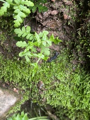 Pentagramma triangularis