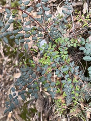 Pellaea andromedifolia