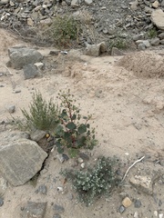 Eremalche rotundifolia