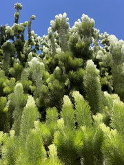 Adenanthos sericeus