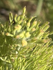 Adenanthos sericeus
