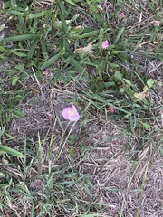 Oenothera speciosa