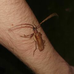 Ochrocydus huttoni