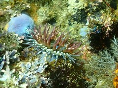 Bunodosoma californica
