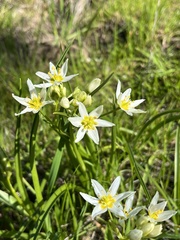 Toxicoscordion fremontii