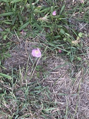 Oenothera speciosa