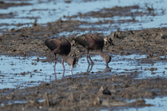Plegadis chihi